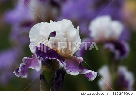 German iris, also known as the rainbow flower, blooms in a variety of colors. German iris, also known as the rainbow flower, blooms in a variety of colors. 115246560