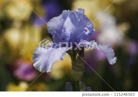 German iris, also known as the rainbow flower, blooms in a variety of colors. German iris, also known as the rainbow flower, blooms in a variety of colors. 115246563