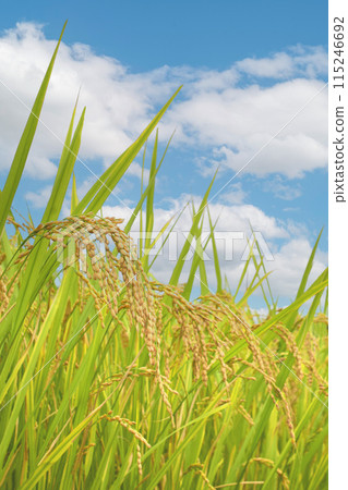 Rice ears close to harvest, close-up of autumn rice ears, golden rice in the rice field, rice cultivation Rice ears close to harvest, close-up of autumn rice ears, golden rice in the rice field, rice cultivation 115246692