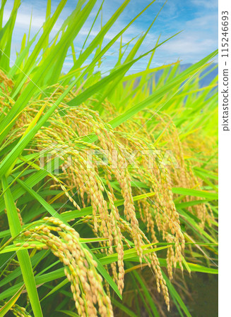 Rice ears close to harvest, close-up of autumn rice ears, golden rice in the rice field, rice cultivation Rice ears close to harvest, close-up of autumn rice ears, golden rice in the rice field, rice cultivation 115246693