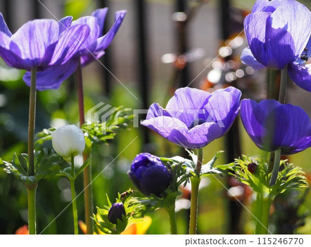 Flowers of anemone 115246770