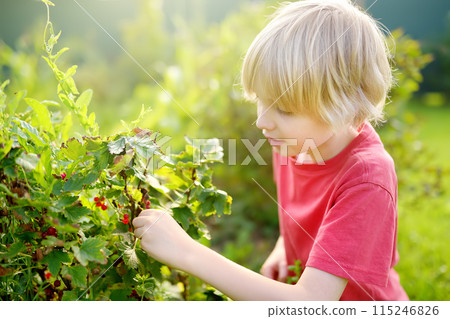 A child picking up red currant in the garden on a sunny summer day. Boy is stretching and grabbing ripe berries. 115246826
