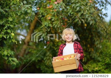 Little boy picking apples in orchard. Child holding wooden box with harvest. Harvesting in the domestic garden in autumn. Small local business. Little boy picking apples in orchard. Child holding wooden box with harvest. Harvesting in the domestic garden in autumn. Small local business. 115246829