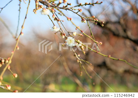Weeping plum blossoms, Shirataki weeping plum Weeping plum blossoms, Shirataki weeping plum 115246942