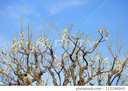 White plum blossoms Moonlight 115246943