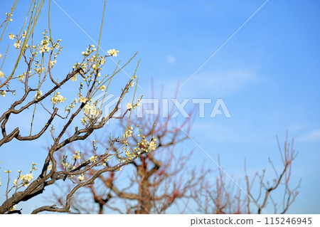 White plum blossoms Moonlight 115246945