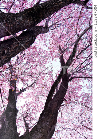 A view of the blue sky from under the cherry trees. Pink cherry blossom petals fill the blue sky. Hokkaido's late cherry blossoms are in full bloom. 115247004