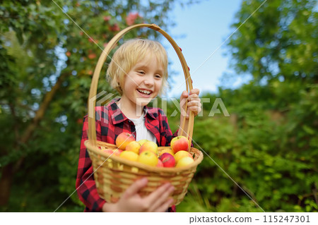 Little boy picking apples in orchard. Child holding straw basket with harvest. Harvesting in the domestic garden in autumn. Fruit for sale. Small business. Little boy picking apples in orchard. Child holding straw basket with harvest. Harvesting in the domestic garden in autumn. Fruit for sale. Small business. 115247301
