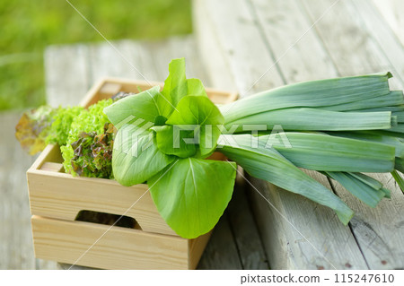 Crate with harvest of fresh organic homegrown salad and green is standing on wooden porch. Healthy vegetarian food. Local business. Harvesting. 115247610