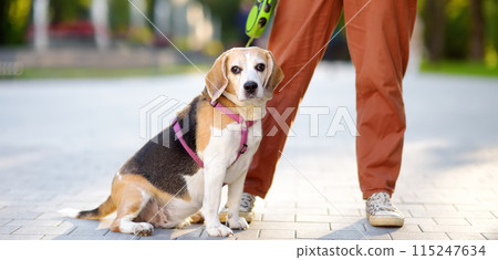 Young woman walking with old Beagle dog in the summer park. Obedient pet with his owner 115247634