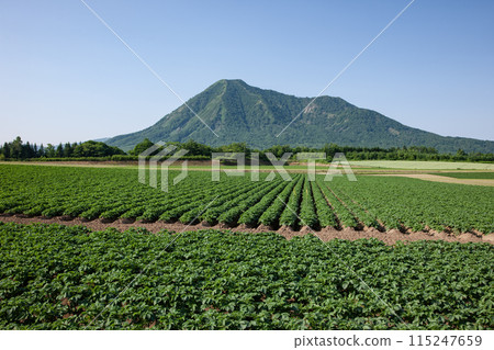 Potato fields and Mt. Shiribetsu Potato fields and Mt. Shiribetsu 115247659