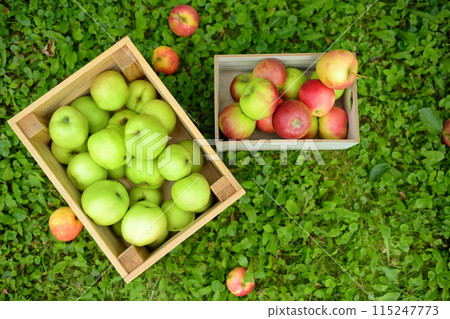 Top view of wooden boxes full of green and red freshly picked apples standing on the grass in orchard. Harvesting in the domestic garden in autumn. 115247773