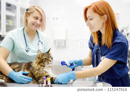 Two professional veterinarians take a blood for test of cat of the breed Maine Coon in veterinary clinic. Health of pet. Care of animal. Pet checkup, tests and vaccination in vet office. 115247918