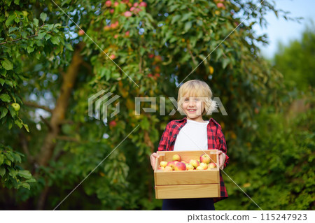 Little boy picking apples in orchard. Child holding wooden box with harvest. Harvesting in the domestic garden in autumn. Small local business. Little boy picking apples in orchard. Child holding wooden box with harvest. Harvesting in the domestic garden in autumn. Small local business. 115247923