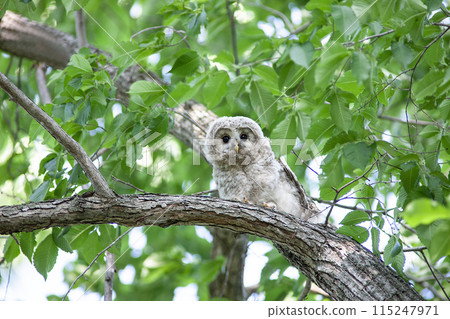 A Hokkaido owl in a forest of fresh greenery A Hokkaido owl in a forest of fresh greenery 115247971