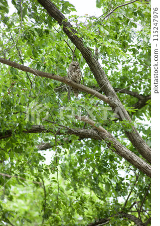 A Hokkaido owl in a forest of fresh greenery 115247976