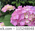 花園裡的粉紅色繡球花開始變色 115248048