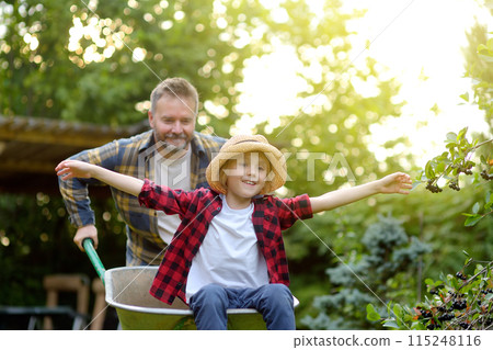 Wheelbarrow pushing by dad in domestic garden on warm sunny day. Active outdoors games for family with kids in the backyard 115248116