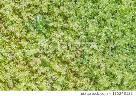 Moss growing in the field 115248121