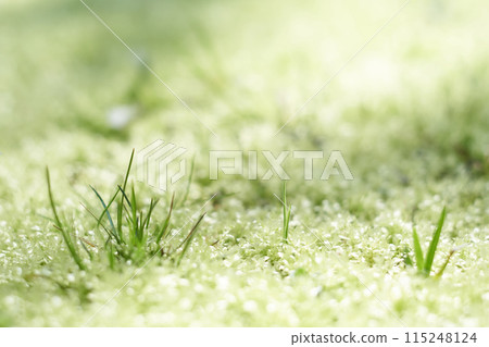 春光燦爛的田野 春光燦爛的田野 115248124