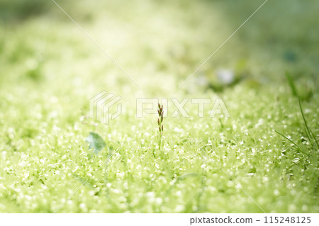 田間出芽 田間出芽 115248125