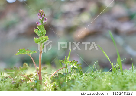 芽紫克曼 115248128