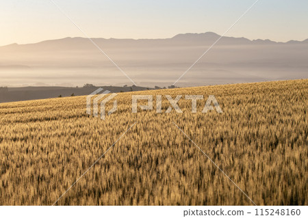 麥田的地球 麥田的地球 115248160