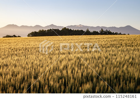 麥田的地球 麥田的地球 115248161