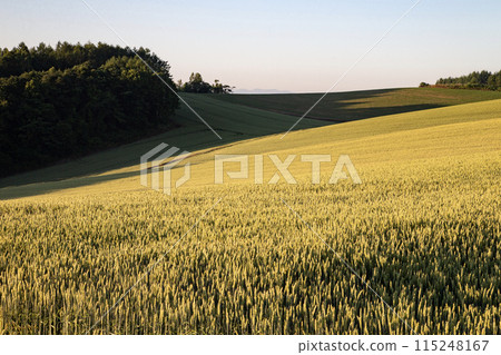 Earth of wheat fields Earth of wheat fields 115248167