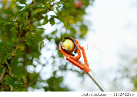 Picking up ripe apples from tree in the summer garden. Clever device for harvesting of fruit. Picking up ripe apples from tree in the summer garden. Clever device for harvesting of fruit. 115248280