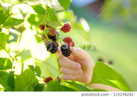 A child picking up blackberries in the garden on a sunny summer day. Kids hand is stretching and grabbing ripe berries. A child picking up blackberries in the garden on a sunny summer day. Kids hand is stretching and grabbing ripe berries. 115248282