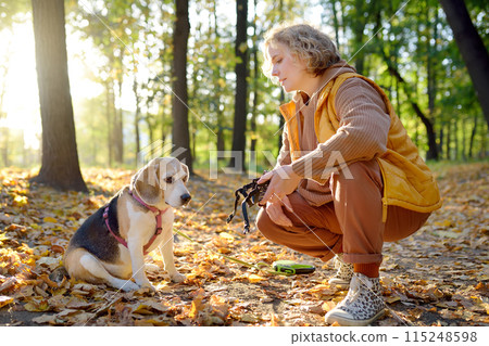 A young woman walks with old Beagle dog in a summer park. The owner owner put a muzzle on the animal. Doggy playground. Dog walking. 115248598