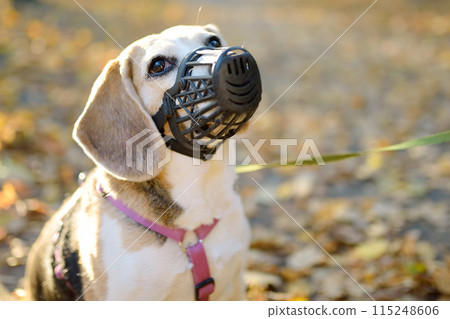A dog breed beagle walking in harness and muzzle on leash with its owner in autumn park. Doggy playground. Dog walking. Pet sitter. 115248606