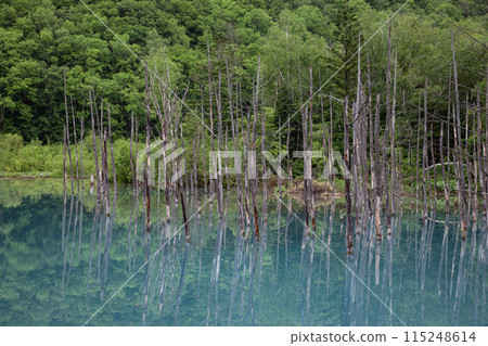 美瑛的藍塘 115248614