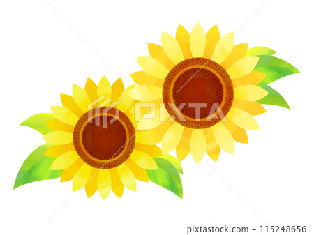 Sunflower illustration with watercolor touch 115248656