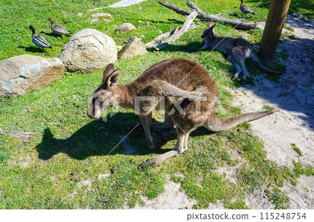 Kangaroo scratching its bottom 115248754