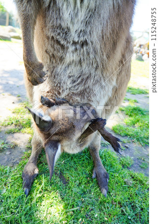 袋鼠寶寶在媽媽的育兒袋裡 115248755