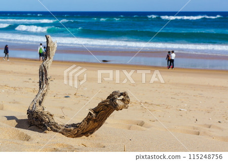 漂流木落在海灘上 115248756