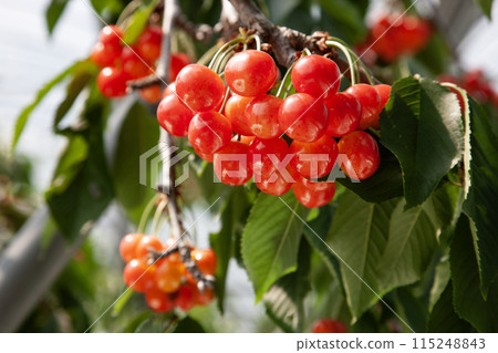 Early summer fruit cherries Early summer fruit cherries 115248843