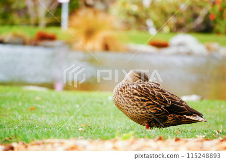 A bird resting on the grass 115248893
