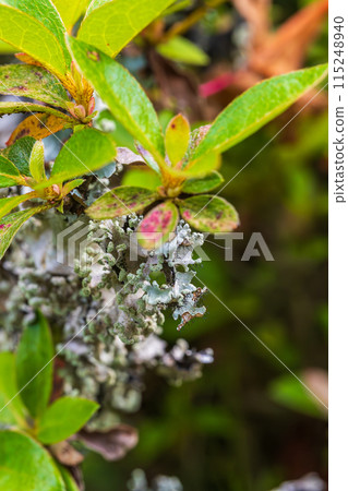 Parmelioides parmelioides growing on azalea 115248940