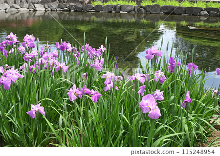Red threads and irises Red threads and irises 115248954