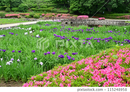 鳶尾花/水無月園 115248958