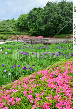 鳶尾花/水無月園 115248959