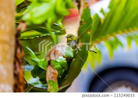 小笠原群島/母島繡眼鳥 115249035