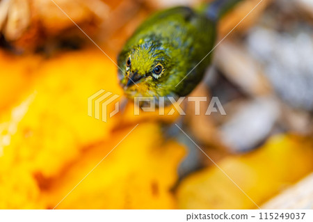 Ogasawara Islands, Hahajima, Japanese White-eye 115249037