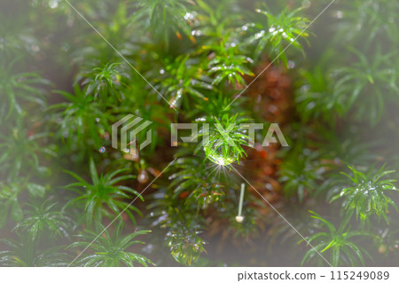 Yakushima Shiratani Unsuikyo Gorge Polytrichum japonicum (June) 115249089
