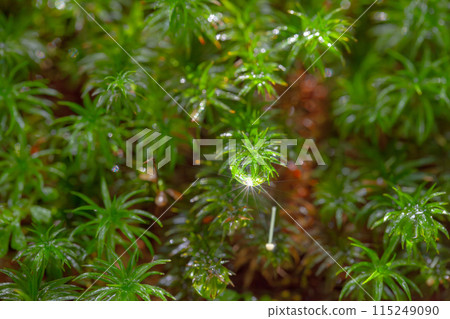 屋久島白谷雲水峽日本毛蕨(六月) 屋久島白谷雲水峽日本毛蕨(六月) 115249090