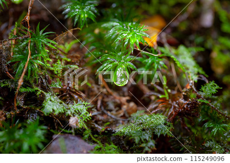 屋久島白谷雲水峽日本毛蕨(六月) 屋久島白谷雲水峽日本毛蕨(六月) 115249096