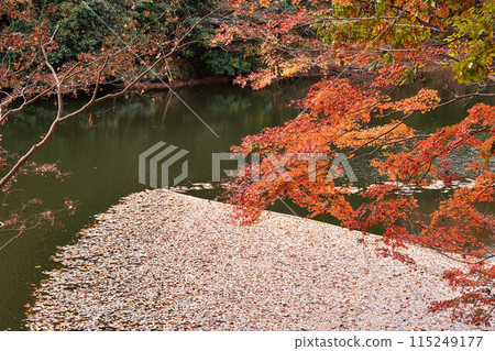 Autumn leaves at Lake Shinsei, Kanagawa Prefecture 115249177